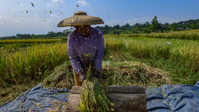 Bulog Sudah Serap 3,5 Juta Ton Beras Petani image 2