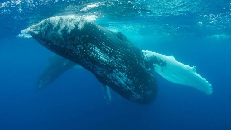 Whales Are Rushing to Withdraw Their Assets from Exchanges in a Certain Altcoin
