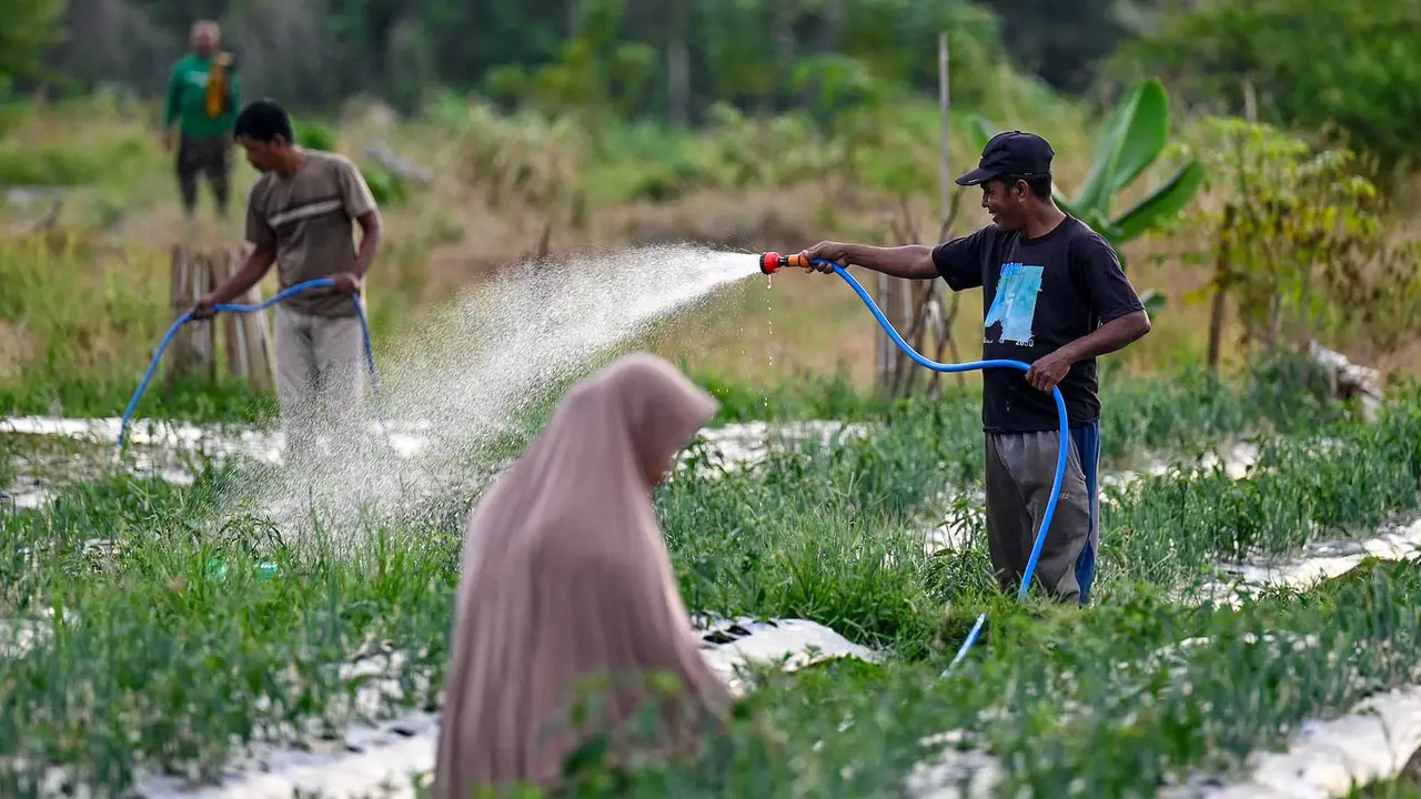 Harga Bawang Merah Mulai Turun, Tapi Tak Merata image 0