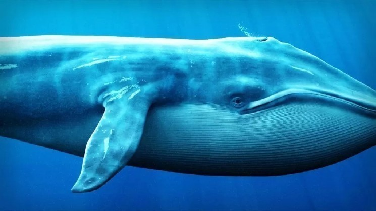 As Soon As Bitcoin Hits $70,000, a Billion-Dollar Chinese Whale Steps In and Makes a Massive Sale – What’s Going On?