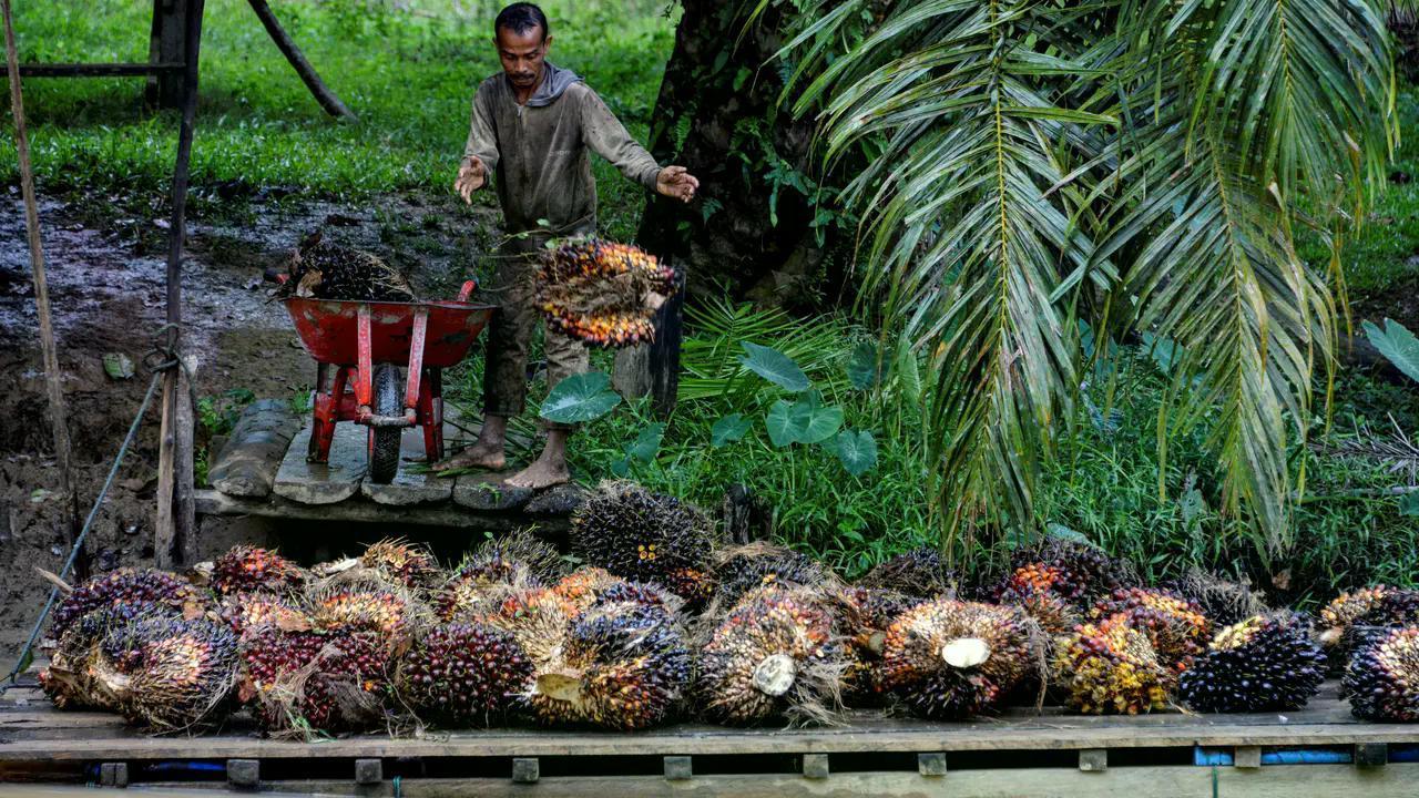 Agrinas Palma Ditugaskan Buka 400 Ribu Ha Kebun Sawit Baru image 0