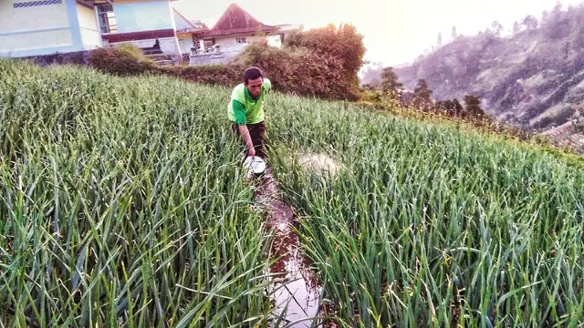 Menko Pangan Ungkap 17 Provinsi Bakal Tanam Bawang Putih Serentak image 1