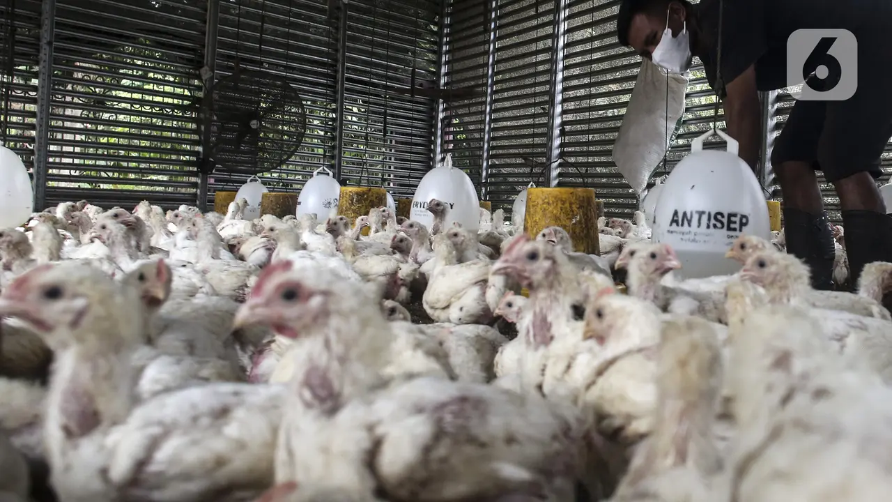 Harga Ayam Rp 40.000 per Kg di Pasar, Peternak: Ada Mata Rantai yang Harus Dibuka image 0