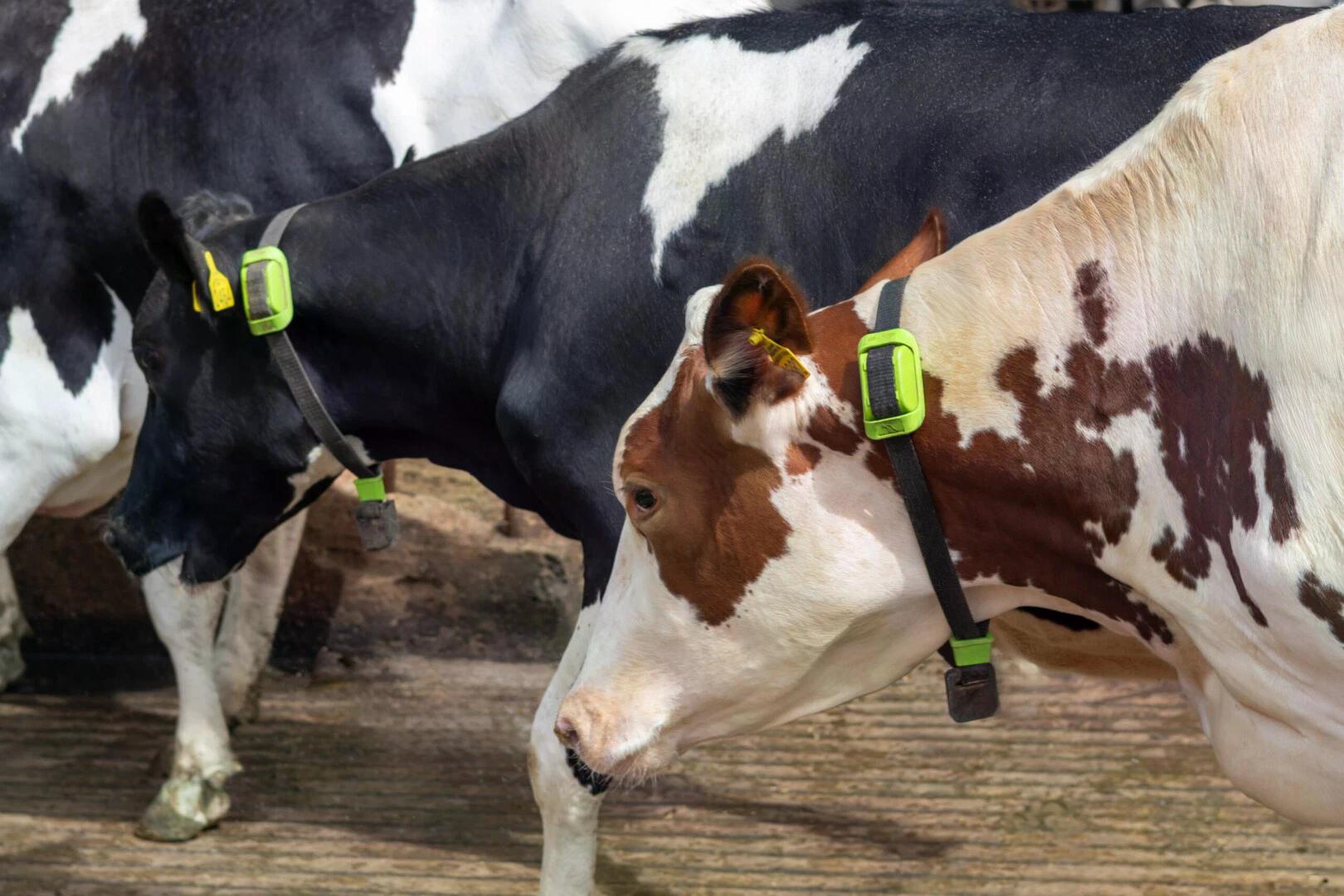 Crise agricole et tokenisation : les vaches servent de collatéral au Brésil image 1