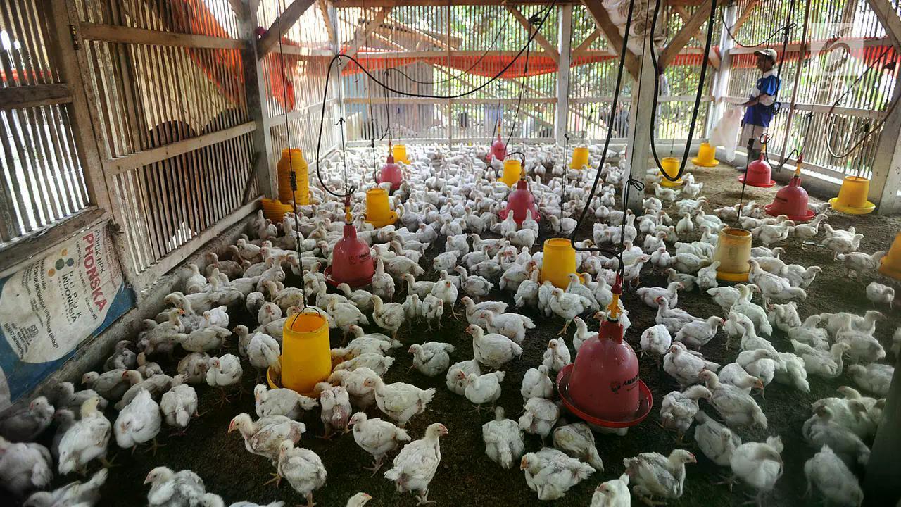 Harga Ayam Peternak Rp 21.000, di Konsumen Tembus Rp 46.000 per Kg image 0