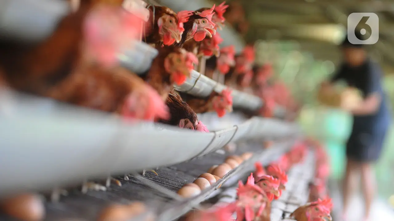 Wamentan Minta Peternak Ayam Sesuaikan Kalender Produksi dengan Jadwal MBG image 0