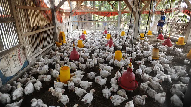 Harga Ayam Rp 40.000 per Kg di Pasar, Peternak: Ada Mata Rantai yang Harus Dibuka image 1