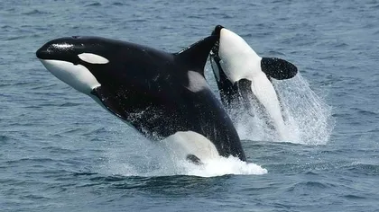 DEXE Defies Market Slump With Record Whale Transactions and User Growth