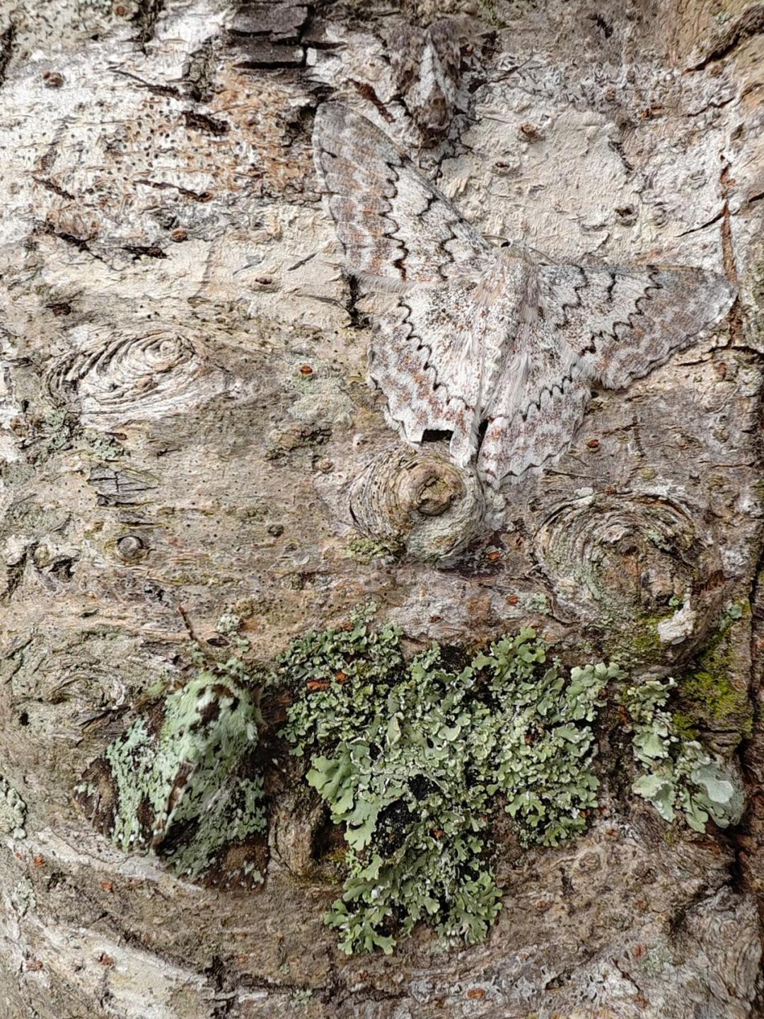 Snapdragon Imaging: Heading to the