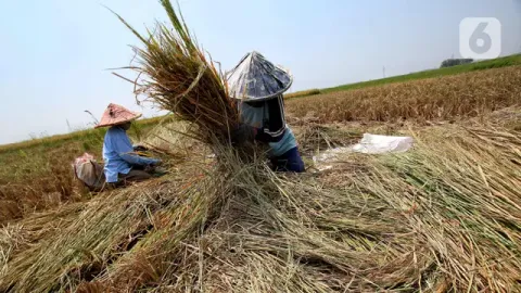 Mentan Pastikan Indonesia Tahan El Nino