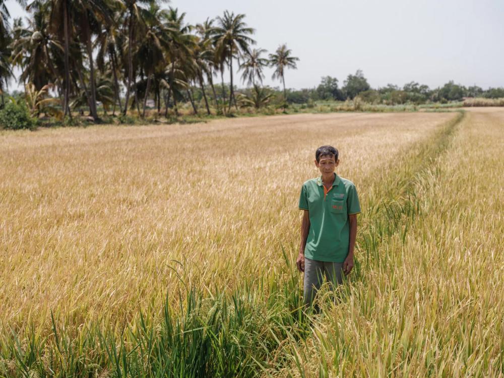 Die New York Times: Der Krieg im Nahen Osten hat den weltweit zweitgrößten Reisexporteur lahmgelegt. image 3