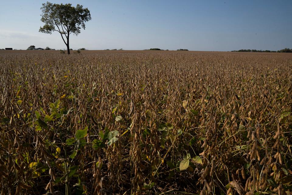 Farmers face challenges as tariffs negatively impact the soybean industry