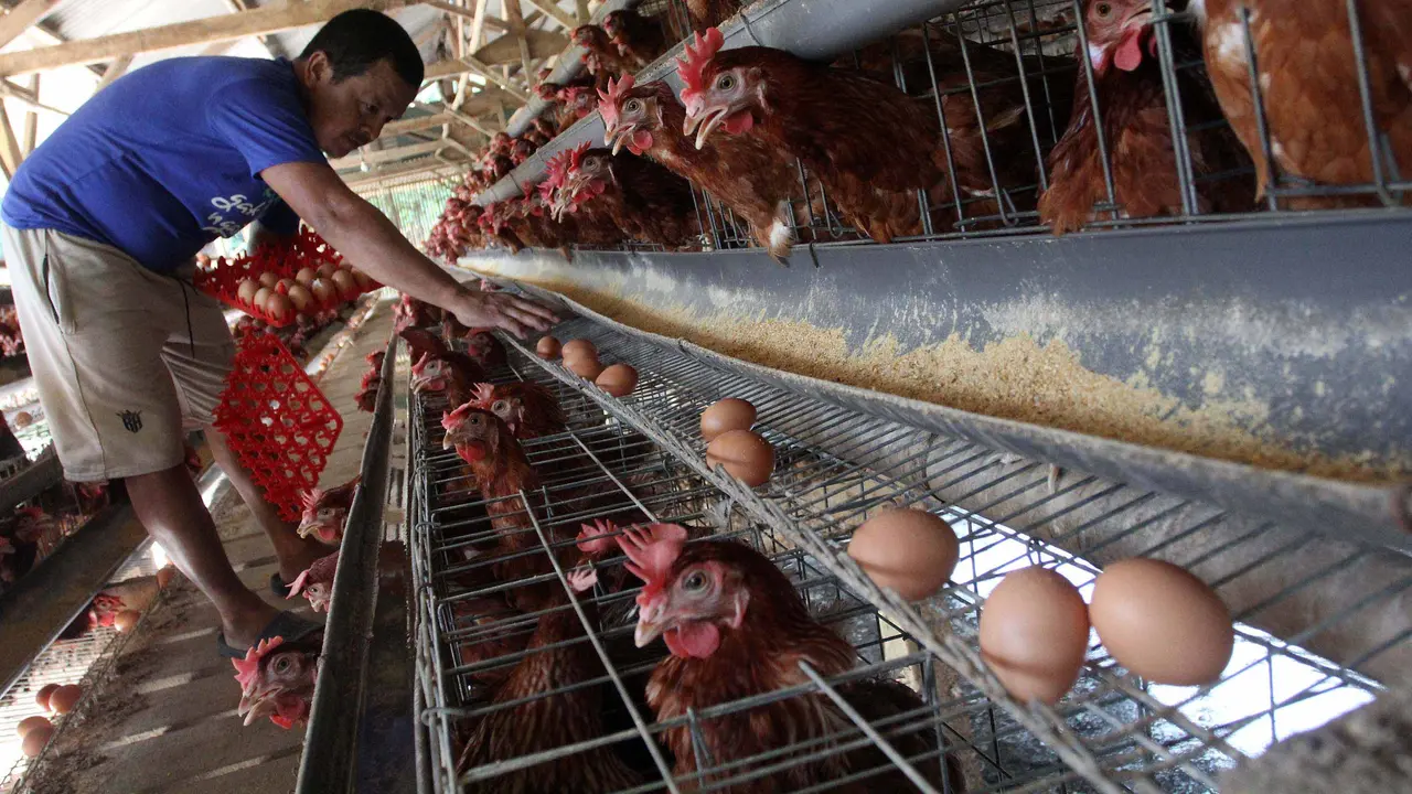 Program MBG Bergulir Lagi, Peternak Ayam dan Telur Semringah image 0