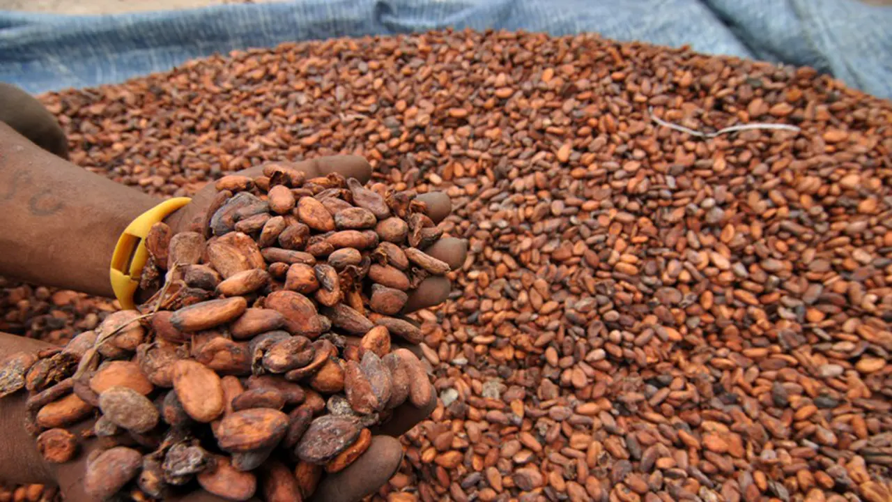 Harga Biji Kakao Melejit Imbas Cuaca Buruk hingga Penurunan Produksi image 1