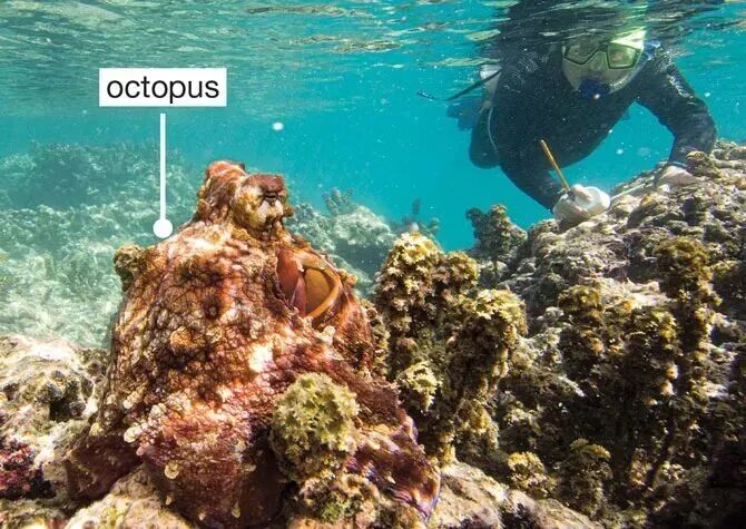 像章鱼一样变色变形！斯坦福研发新型柔性材料，让机器人成为拟态大师