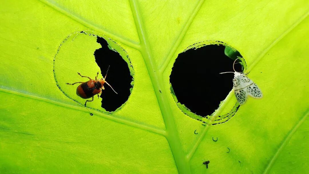 Snapdragon Imaging: Heading to the