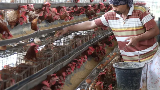 China Minat Beli Ceker Ayam Indonesia image 2