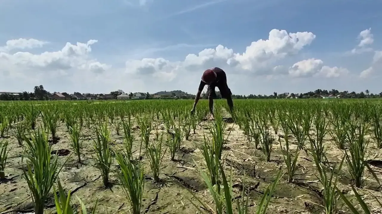 Proyeksi BPS: Produksi Beras Turun Hingga Oktober 2026 image 0