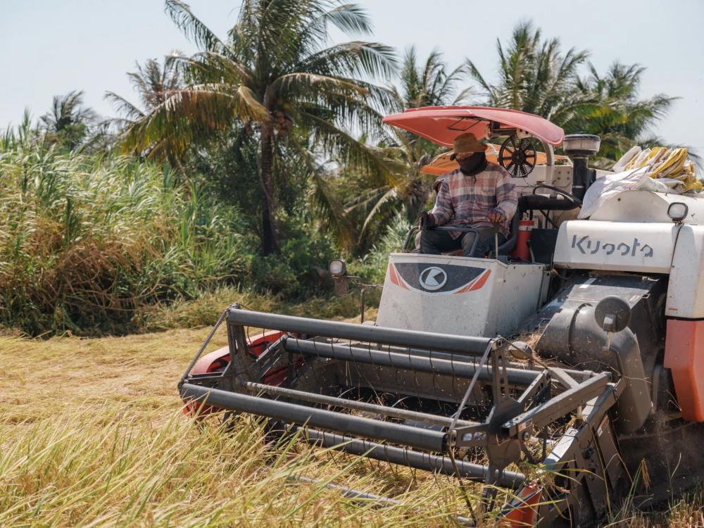 Die New York Times: Der Krieg im Nahen Osten hat den weltweit zweitgrößten Reisexporteur lahmgelegt. image 2