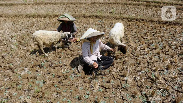 Dunia Hadapi Super El Nino, Harga Beras hingga Kopi Bisa Melonjak 100% image 5