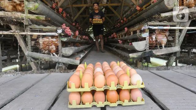 Harga Telur Merangkak Naik, Terkerek Dapur MBG Kembali Beroperasi image 1