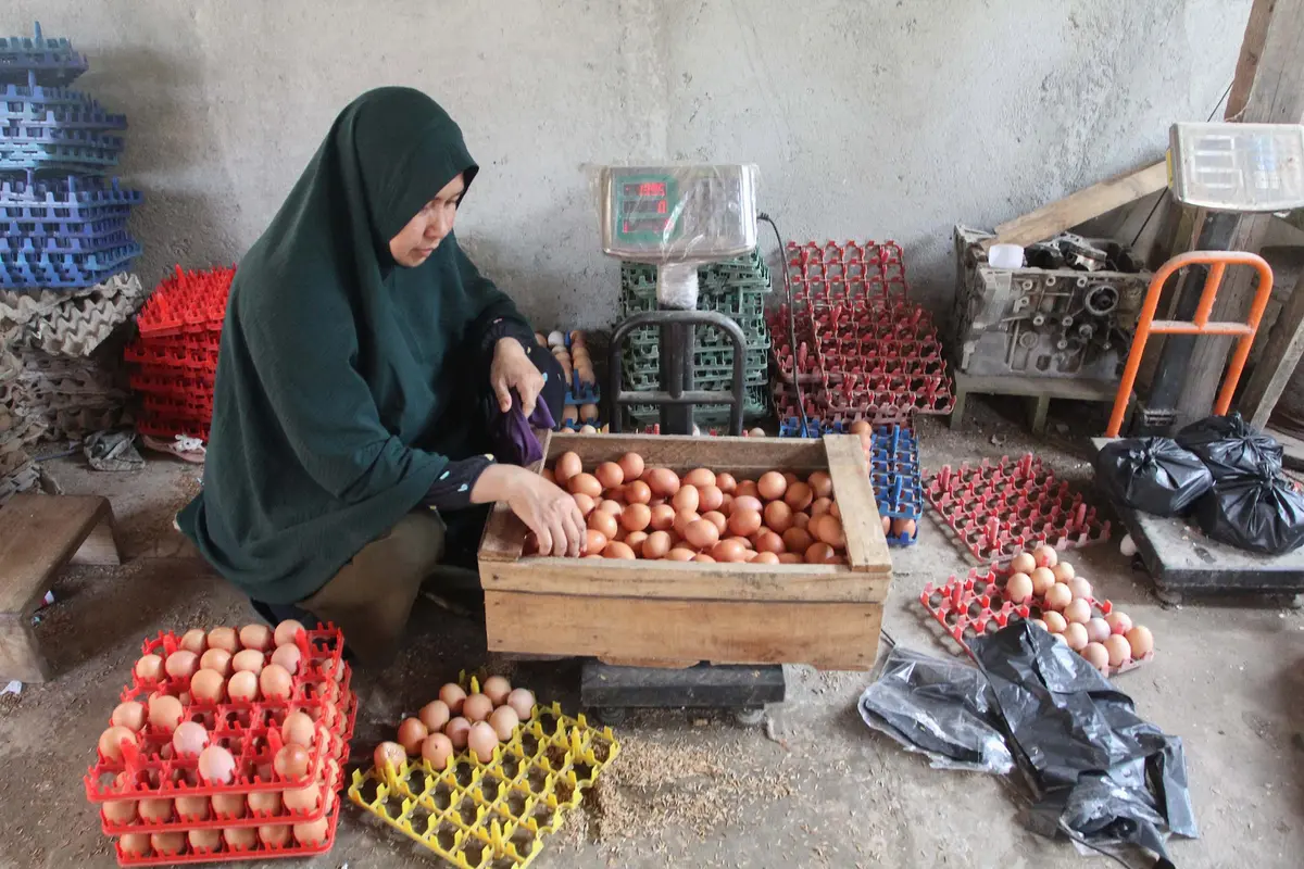 Harga Telur Merangkak Naik, Terkerek Dapur MBG Kembali Beroperasi