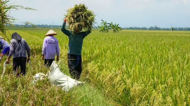 Produksi Beras Januari-Agustus 2026 Tembus 25,28 Juta Ton image 4
