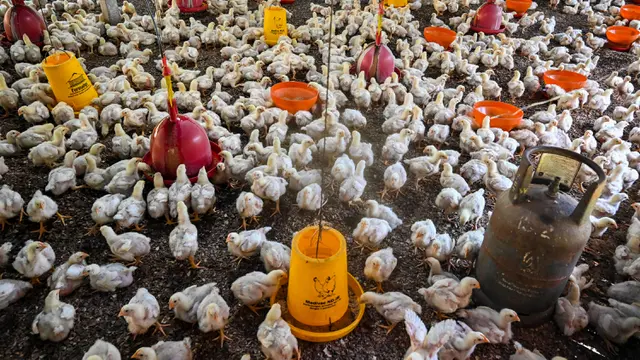 Harga Ayam Peternak Rp 21.000, di Konsumen Tembus Rp 46.000 per Kg image 1