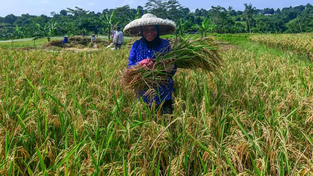 Target 4 Juta Ton Capai September, Bos Bulog Garansi Tetap Borong Beras Petani image 1