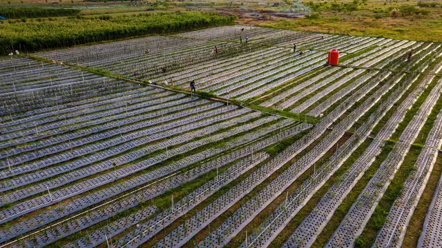 Harga Bawang Merah Mulai Turun, Tapi Tak Merata image 1