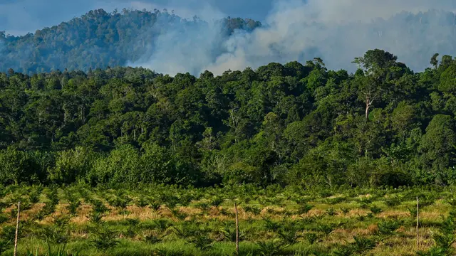 Aturan Deforestasi Eropa Diundur, Pemerintah Diminta Matangkan Regulasi image 2