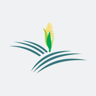 Lasernet Group’s New Identity: A Premium Software Opportunity with Market Undervaluation Potential