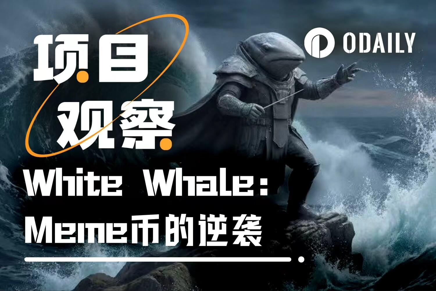 White Whale ：一个“必死” Meme 币，如何在 30 天完成 500 倍逆袭？ image 0