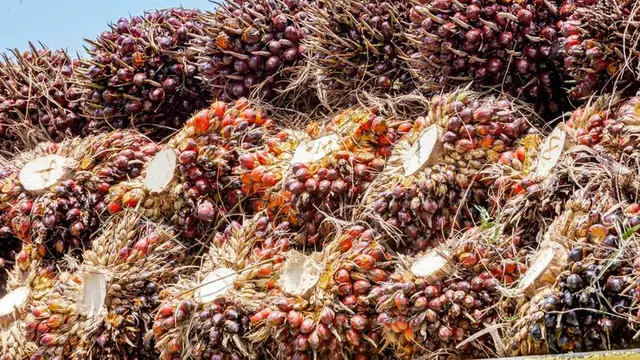 Harga Biji Kakao Melejit Imbas Cuaca Buruk hingga Penurunan Produksi image 2