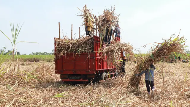 Mentan Wajibkan Pabrik dan Importir Gula Rafinasi Punya Kebun Tebu Sendiri image 2
