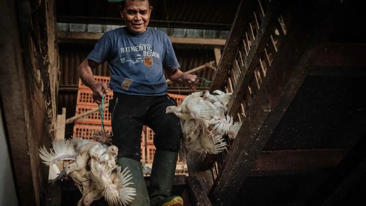 Pedagang Akui Harga Ayam Masih Tinggi di Rp 44 Ribu per Kilogram image 0